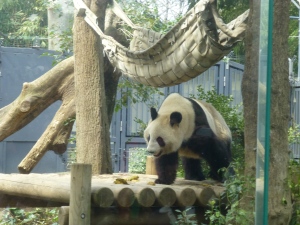 One of the pandas